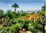 Ravensburger 1000pc Puzzle 12000853 Beautiful Gardens Botanical Garden, Madeira